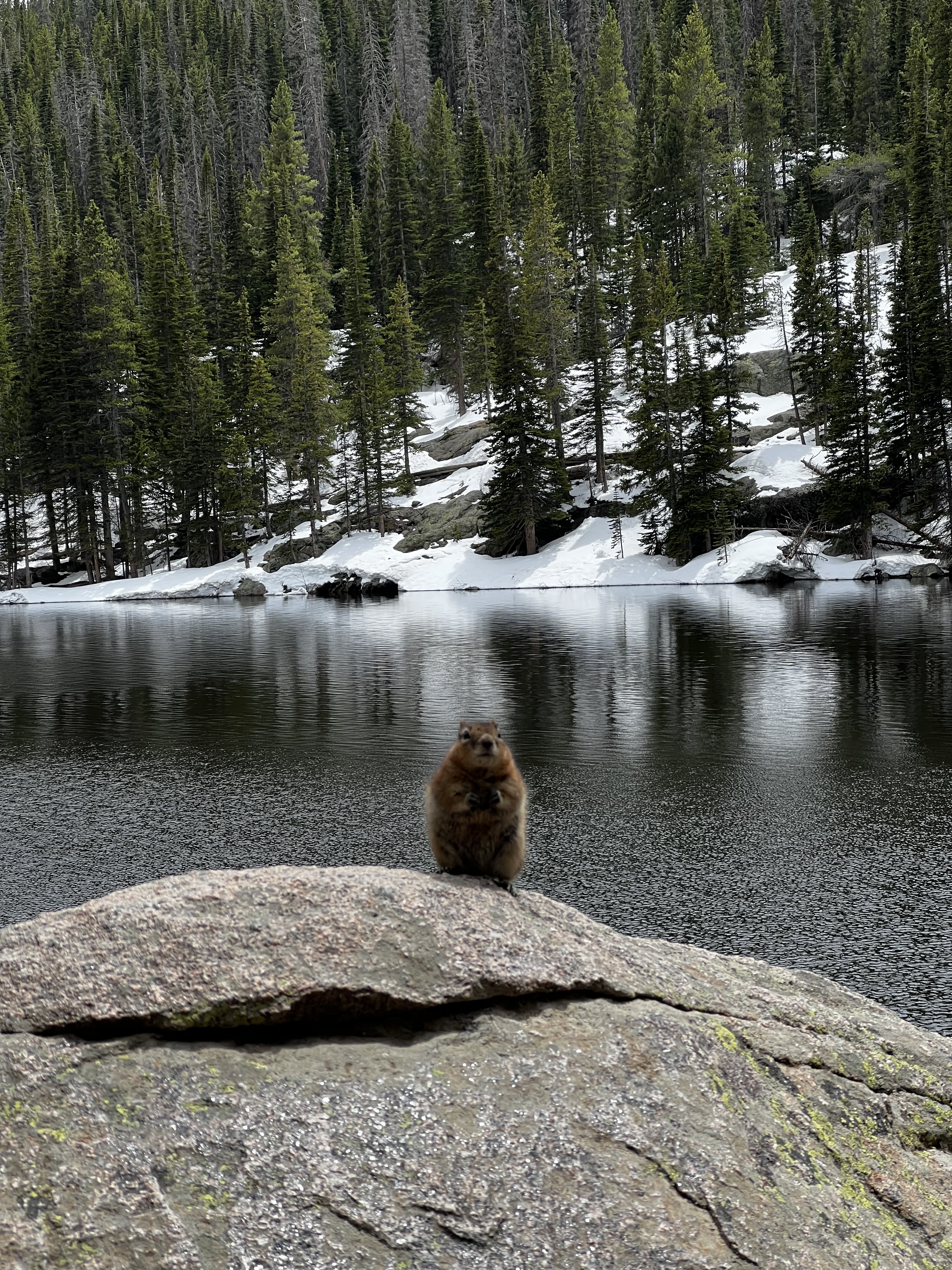 A photo of a marmot taken in the Rocky Mountain National Park