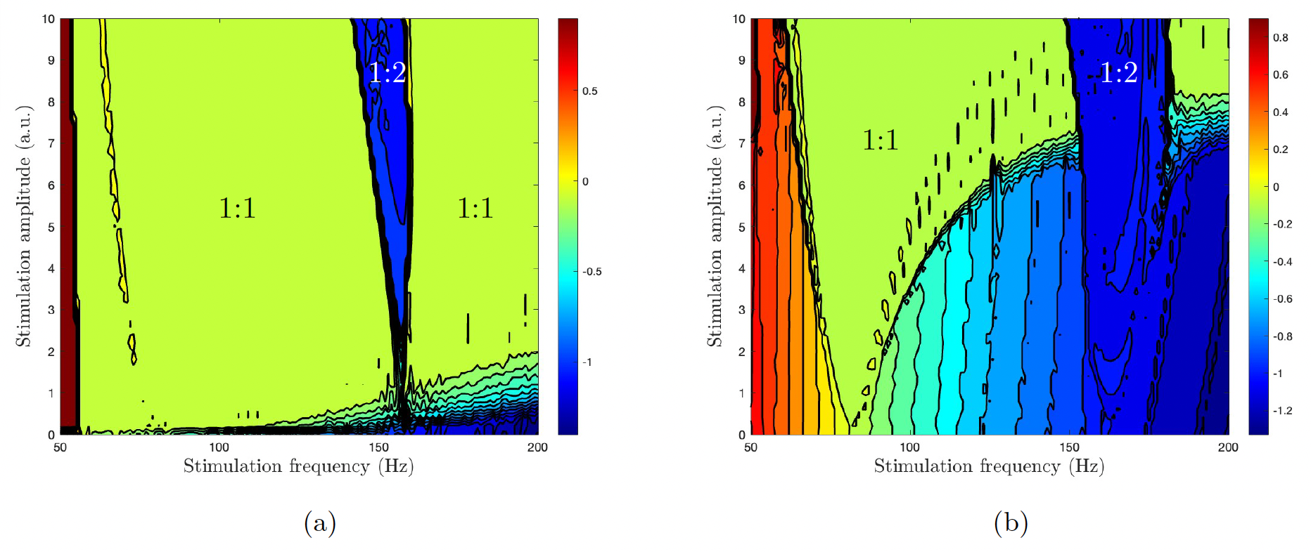 Arnold tongues in forced neuronal dynamics